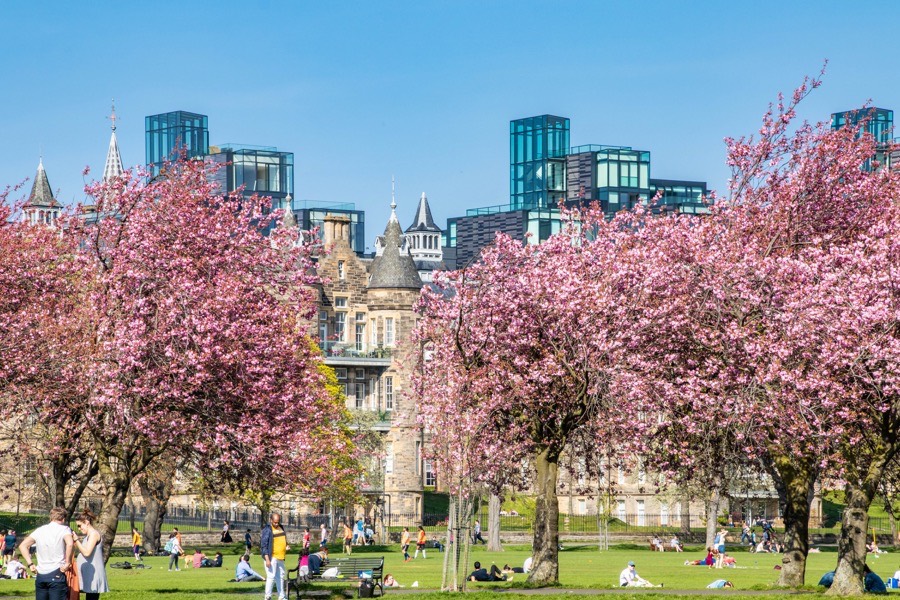 Cherry blossom in Edinburgh Stravaiging around Scotland
